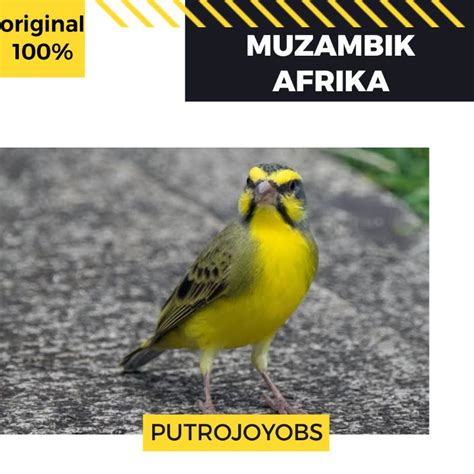 harga burung mozambik jantan
